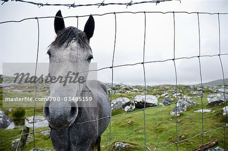 Connemara Pony, Connemara, Ireland