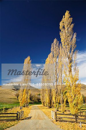 Poplar Tree-Lined Road, Omarama Valley, Canterbury, South Island, New Zealand