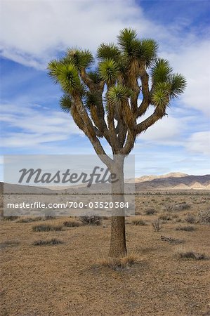 Joshua Tree National Park, Twentynine Palms, San Bernardino County, California, USA