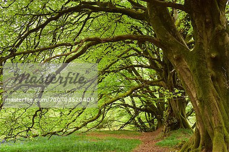 Beech Forest in Spring, Beaminster, Dorset, England