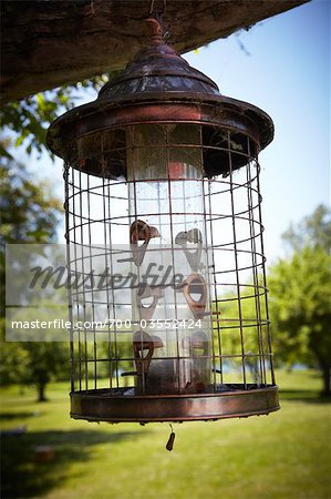 Bird Feeder Hanging From Tree Prince Edward County Ontario