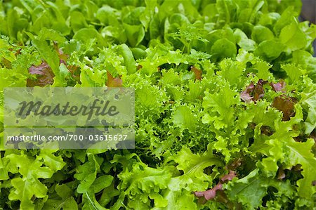 Organic Mixed Mesclun Lettuce