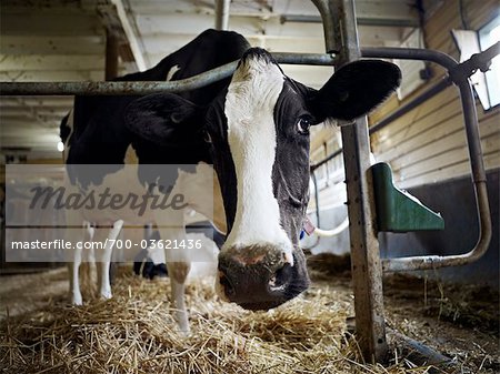 Portrait of Holstein Dairy Cow in Barn, Ontario, Canada