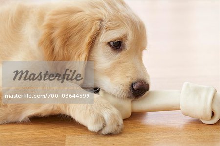 Goldendoodle Puppy Chewing on Bone