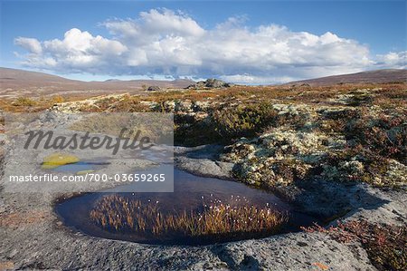 Autumn in Dovrefjell-Sunndalsfjella National Park, Norway