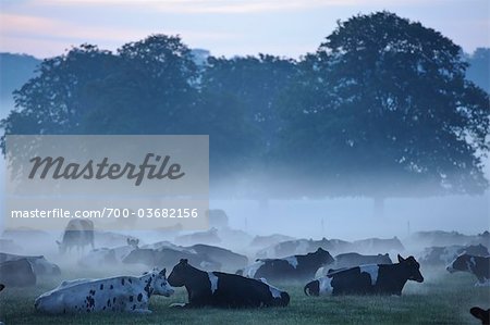 Herd of Cows at Dawn, Dorset, England
