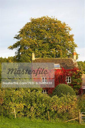 Old Farmhouse Covered in Red Boston Ivy in Autumn, Cotswolds, Gloucestershire, England