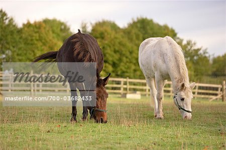 Brown Mule and White Pony in Field, Cotswolds, Gloucestershire, England