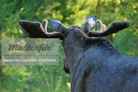 Moose in Forest, Hesse, Germany