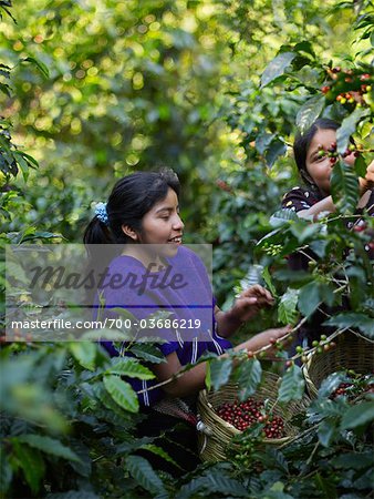 Young Girls Picking Coffee Cherries on Coffee Plantation, Finca Vista Hermosa, Huehuetenango, Guatemala