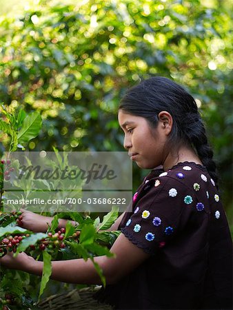Guatemalan Girl Picking Coffee Cherries on Coffee Plantation, Finca Vista Hermosa, Huehuetenango, Guatemala