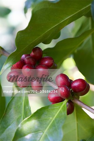 Coffee Cherries on Bush