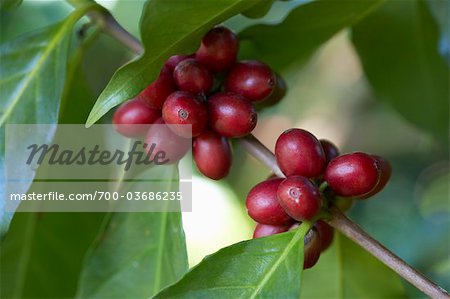 Coffee Cherries on Bush