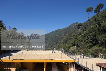 Spreading Coffee Beans to Dry on Plantation Patio, Finca Villaure, Huehuetenango, Guatemala