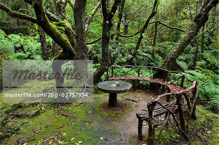 Bench and Table in Rainforest, Queimadas, Madeira, Portugal Bench and Table in Rainforest, Queimadas, Madeira, Portugal