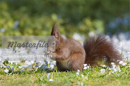Eurasian Red Squirrel Feeding, Germany