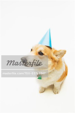 Corgi Wearing Party Hat