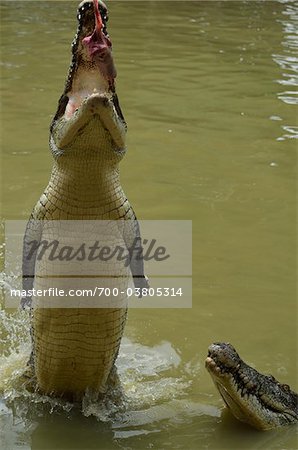 Saltwater Crocodile at Feeding Time, Sarawak, Borneo, Malaysia