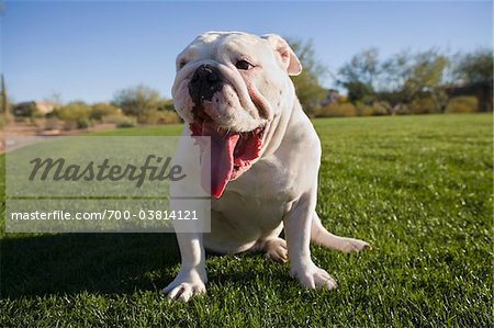 English Bulldog Yawning Outdoors in Park