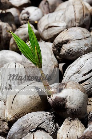 Coconut Palm Seedling, Kauai, Hawaii, USA