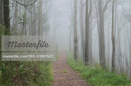 Mountain Ash Forest in Fog, Dandenong Ranges National Park, Victoria, Australia