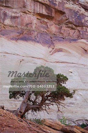 Lone Tree, Capitol Reef National Park, Utah, USA