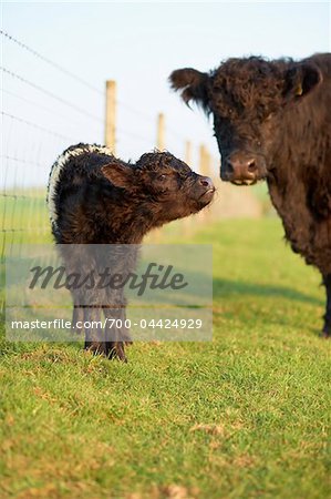 Branded Galloway Calf with Mother, Cotswolds, Gloucestershire, England, United Kingdom