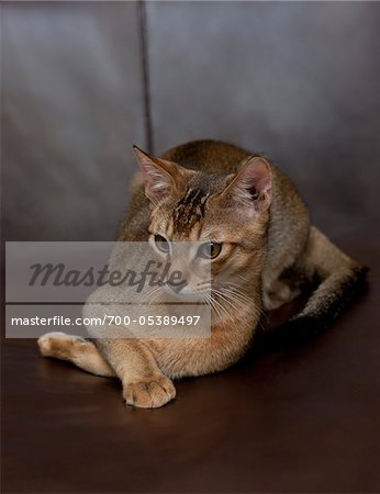 Portrait of Abyssinian Cat