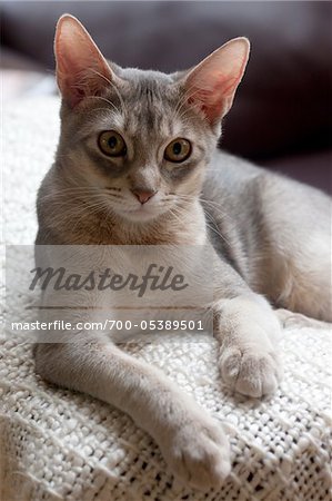 Abyssinian Cat on Blanket