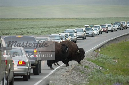 Buffalo Causing Traffic Jam, National Park, Wyoming, - Stock Photo - - Rights-Managed, Artist: Mark Downey, Code: