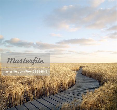 Boardwalk Through Wheat Field, Itasca, Texas, USA Boardwalk Through Wheat Field, Itasca, Texas, USA