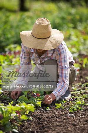 Farmer Working on Organic Farm