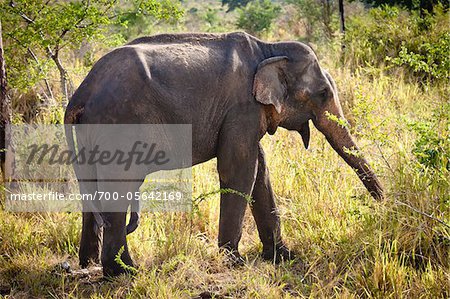 Sri Lankan Elephant, Udawalawe National Park, Sri Lanka