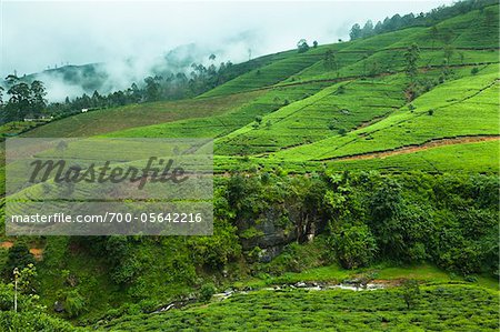 Tea Plantation, Nanu Oya, Central Province, Sri Lanka