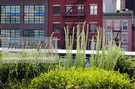 Close-Up of Plants, High Line Urban Park, New York City, New York, USA