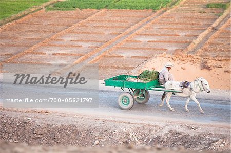 Farmer Driving Cart Pulled by Donkey, Dakhla Oasis, Libyan Desert, Egypt