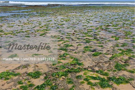 Seaweed, Pipa Beach, Rio Grande do Norte, Brazil