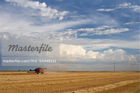 Wheat Field at Harvest, Lethbridge, Alberta, Canada