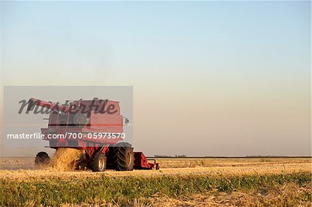 Axial-Flow Combines Harvesting Wheat in Field, Starbuck, Manitoba, Canada