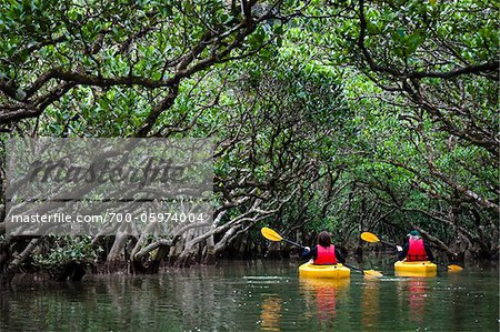 Kayaking at Kuroshio No Mori, Mangrove Park, Amami Oshima, Amami Islands, Kagoshima Prefecture, Japan