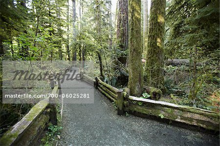 Walkway through Cathedral Grove, MacMillan Provincial Park, Vancouver Island, British Columbia, Canada