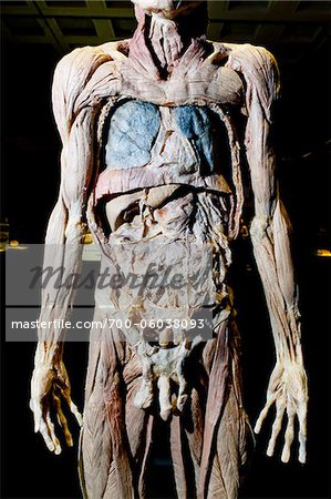 Plastinated Male Human Body Without Skin or Fat Tissue