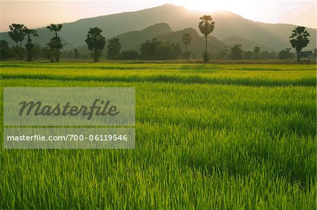 Rice Fields, Sukhothai Province, Thailand