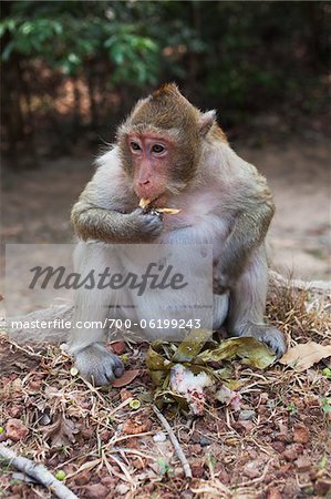 Macaque Monkey Eating Cake Appetizer, Siem Reap, Angkor, Cambodia