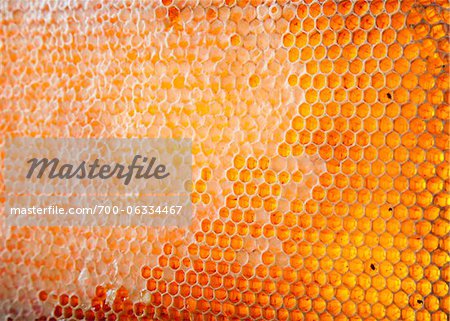 Close-Up of Honeycomb