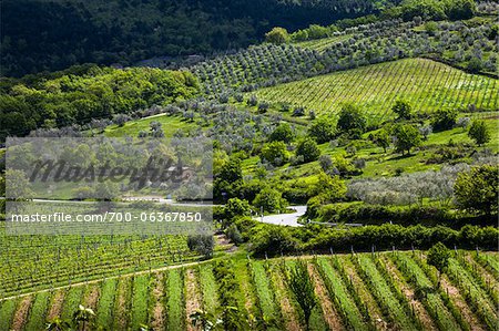 Overview of Vineyards, Greve in Chianti, Chianti, Tuscany, Italy