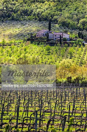 Vineyard, Santa Maria a Grignano, Chianti, Tuscany, Italy