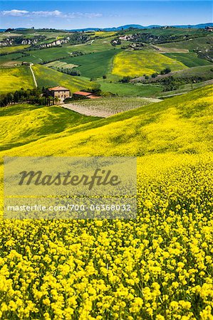 Canola Flowers and Rolling Hillside, Montalcino, Val d'Orcia, Province of Siena, Tuscany, Italy Canola Flowers and Rolling Hillside, Montalcino, Val d'Orcia, Province of Siena, Tuscany, Italy