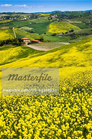 Canola Flowers and Rolling Hillside, Montalcino, Val d'Orcia, Province of Siena, Tuscany, Italy