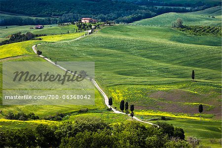 House and Long Driveway, Val d'Orcia, Tuscany, Italy House and Long Driveway, Val d'Orcia, Tuscany, Italy
